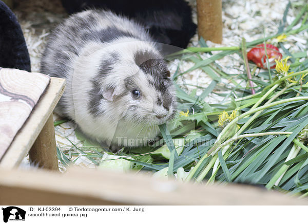 Glatthaarmeerschweinchen / smoothhaired guinea pig / KJ-03394