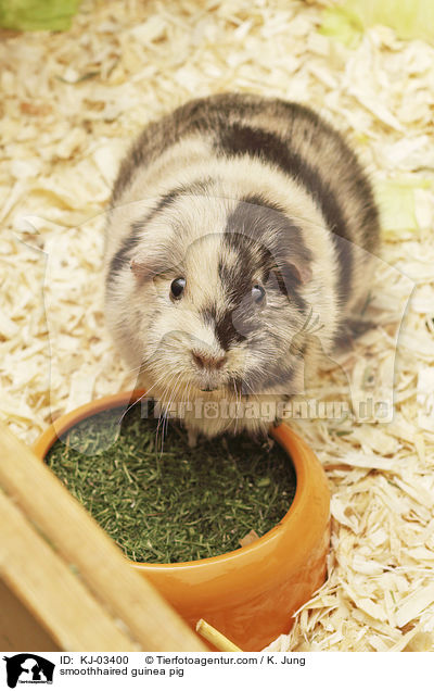 smoothhaired guinea pig / KJ-03400