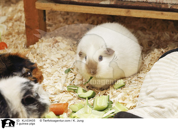 3 guinea pigs / KJ-03405