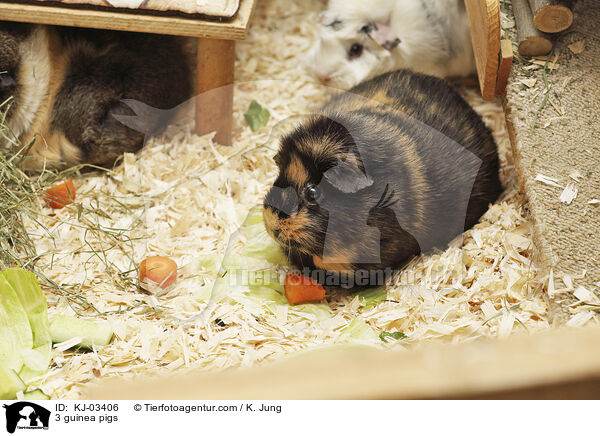 3 guinea pigs / KJ-03406