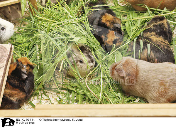 6 Meerschweinchen / 6 guinea pigs / KJ-03411