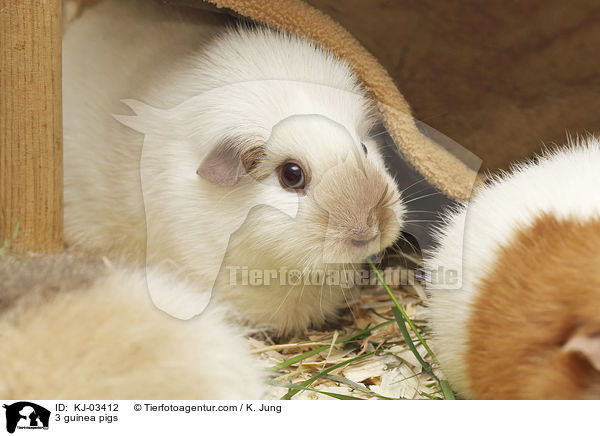 3 guinea pigs / KJ-03412