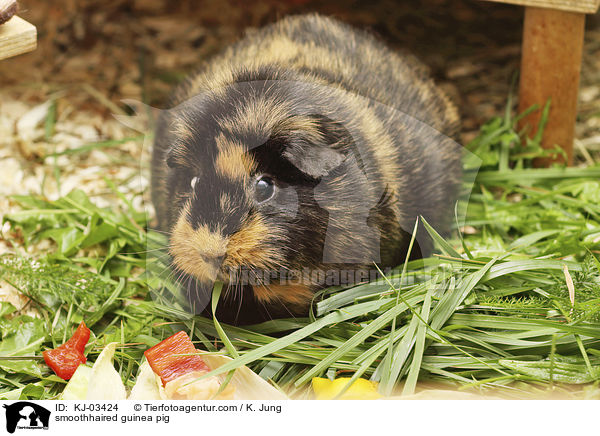 Glatthaarmeerschweinchen / smoothhaired guinea pig / KJ-03424