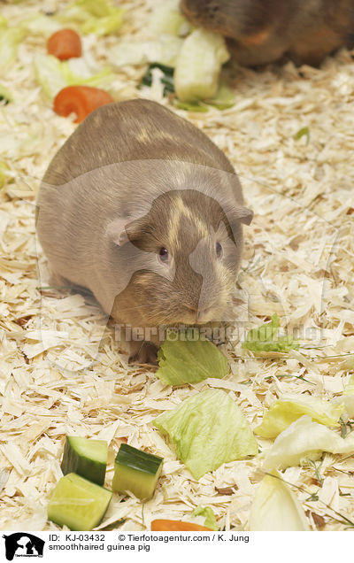 Glatthaarmeerschweinchen / smoothhaired guinea pig / KJ-03432