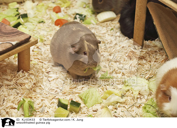 Glatthaarmeerschweinchen / smoothhaired guinea pig / KJ-03433