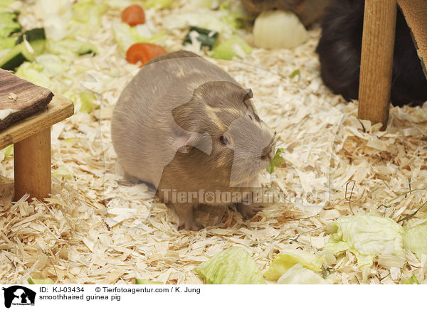 Glatthaarmeerschweinchen / smoothhaired guinea pig / KJ-03434