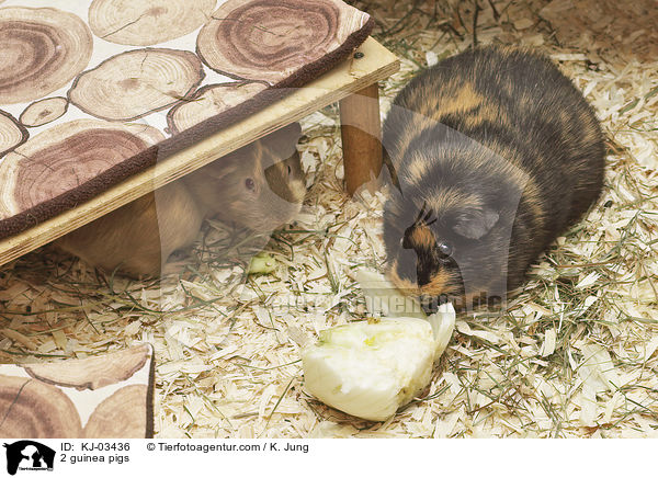 2 guinea pigs / KJ-03436