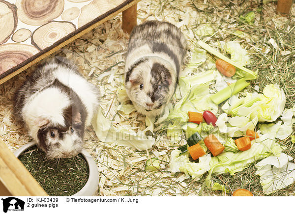 2 guinea pigs / KJ-03439