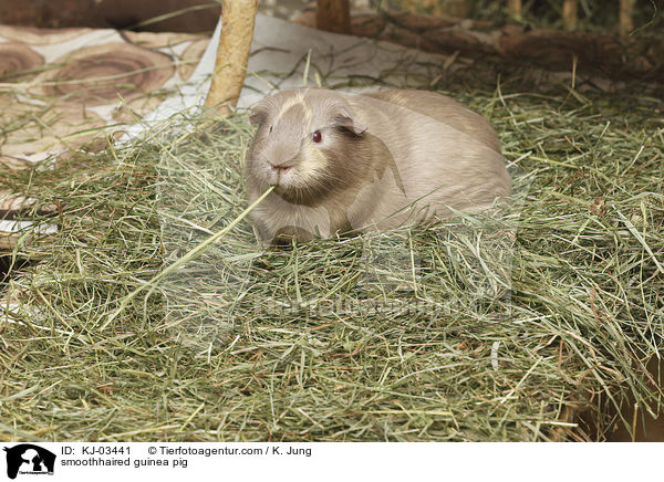 Glatthaarmeerschweinchen / smoothhaired guinea pig / KJ-03441