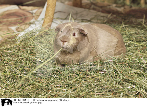 Glatthaarmeerschweinchen / smoothhaired guinea pig / KJ-03442