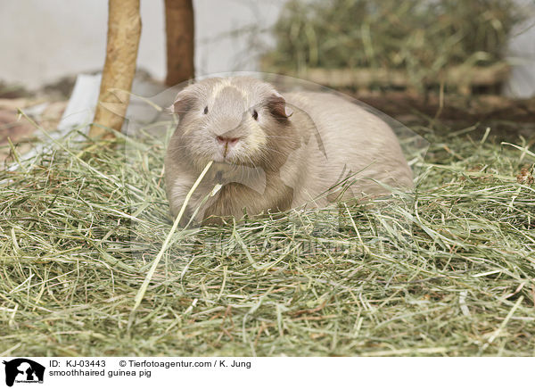 smoothhaired guinea pig / KJ-03443