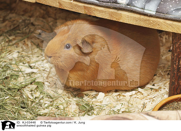 Glatthaarmeerschweinchen / smoothhaired guinea pig / KJ-03446