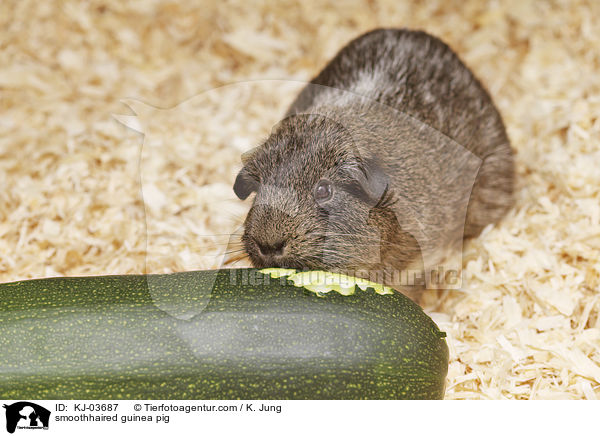 Glatthaarmeerschweinchen / smoothhaired guinea pig / KJ-03687