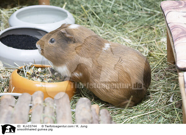 smoothhaired guinea pig / KJ-03744