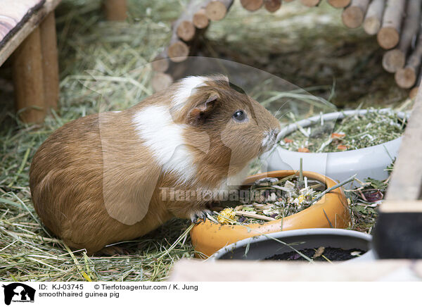 Glatthaarmeerschweinchen / smoothhaired guinea pig / KJ-03745