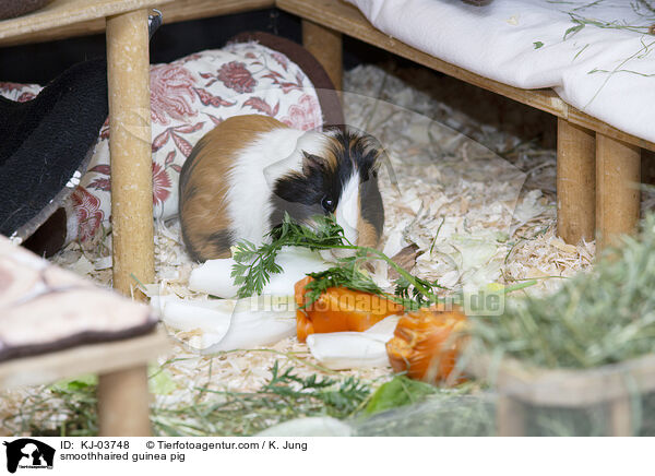 Glatthaarmeerschweinchen / smoothhaired guinea pig / KJ-03748