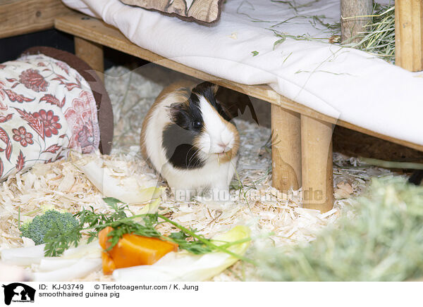 smoothhaired guinea pig / KJ-03749