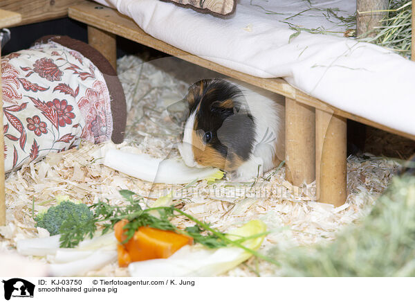 Glatthaarmeerschweinchen / smoothhaired guinea pig / KJ-03750