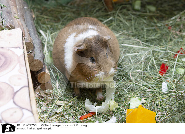 Glatthaarmeerschweinchen / smoothhaired guinea pig / KJ-03753