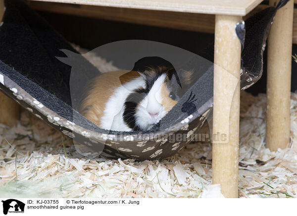 smoothhaired guinea pig / KJ-03755