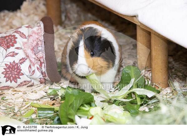 Glatthaarmeerschweinchen / smoothhaired guinea pig / KJ-03756