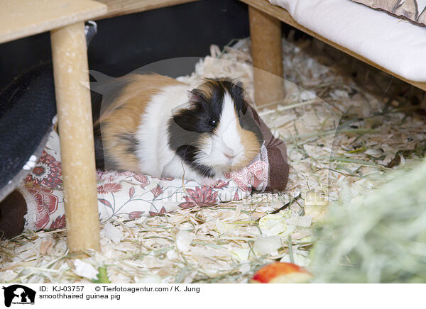 Glatthaarmeerschweinchen / smoothhaired guinea pig / KJ-03757