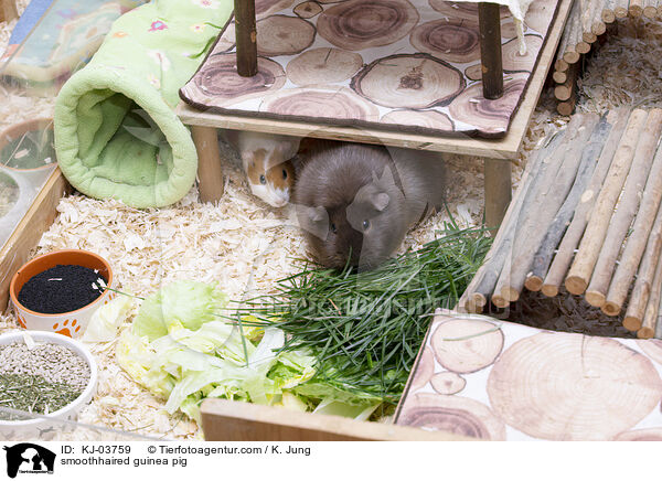 Glatthaarmeerschweinchen / smoothhaired guinea pig / KJ-03759