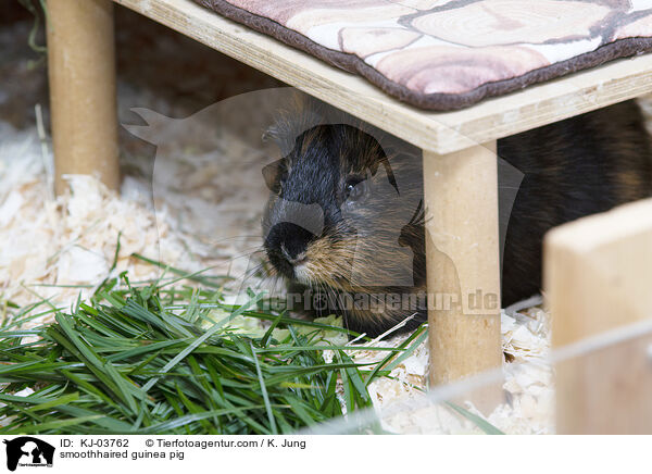 smoothhaired guinea pig / KJ-03762