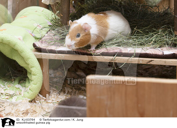 Glatthaarmeerschweinchen / smoothhaired guinea pig / KJ-03764