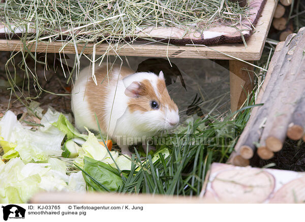 Glatthaarmeerschweinchen / smoothhaired guinea pig / KJ-03765