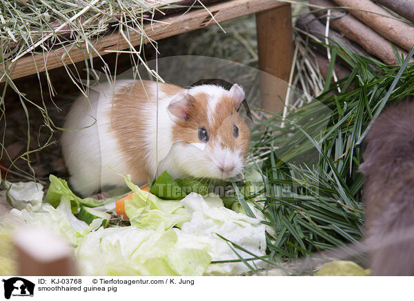 smoothhaired guinea pig / KJ-03768