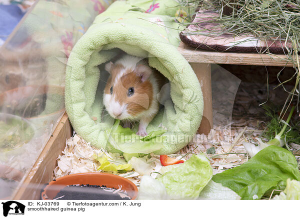 Glatthaarmeerschweinchen / smoothhaired guinea pig / KJ-03769