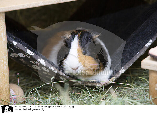 Glatthaarmeerschweinchen / smoothhaired guinea pig / KJ-03773