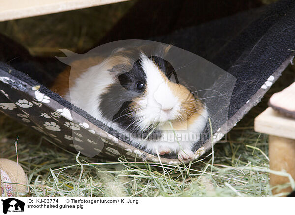 Glatthaarmeerschweinchen / smoothhaired guinea pig / KJ-03774