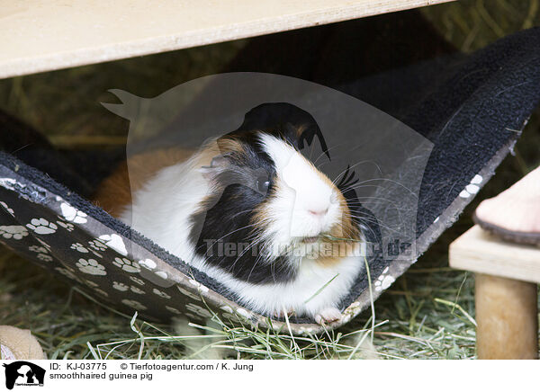 smoothhaired guinea pig / KJ-03775