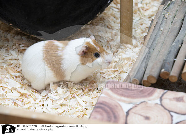 Glatthaarmeerschweinchen / smoothhaired guinea pig / KJ-03778