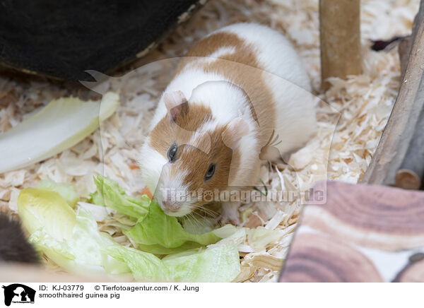 Glatthaarmeerschweinchen / smoothhaired guinea pig / KJ-03779