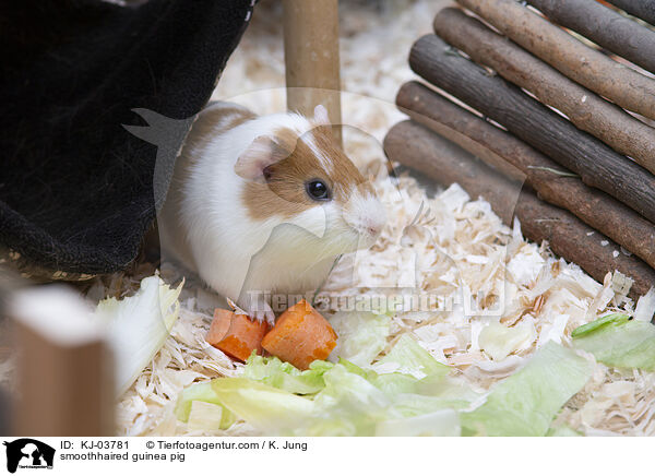 smoothhaired guinea pig / KJ-03781