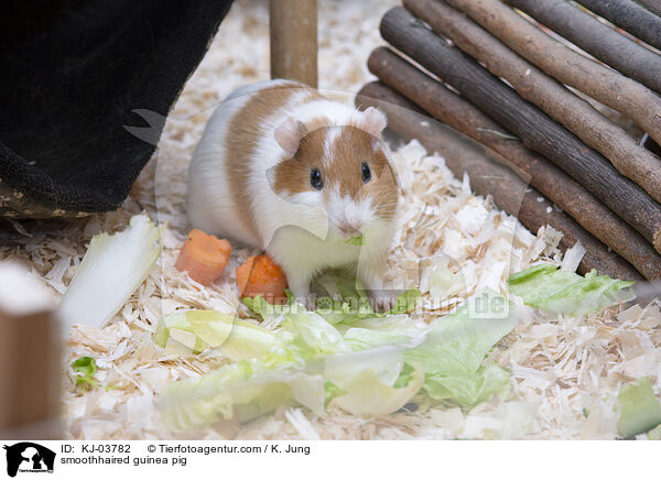 smoothhaired guinea pig / KJ-03782