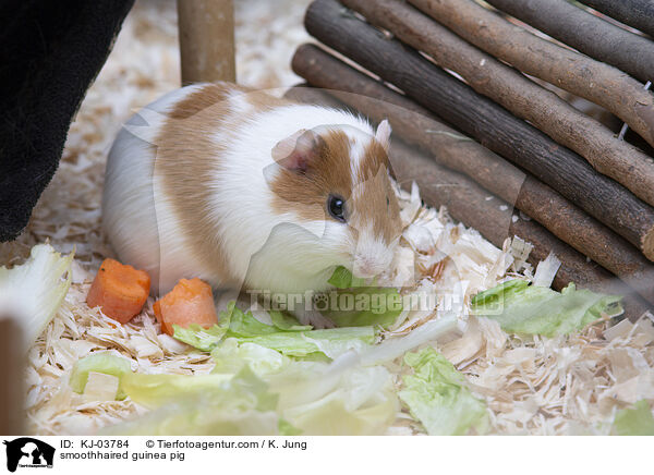Glatthaarmeerschweinchen / smoothhaired guinea pig / KJ-03784