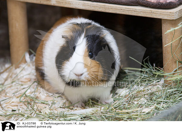 smoothhaired guinea pig / KJ-03786