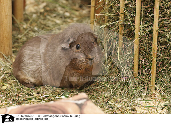 smoothhaired guinea pig / KJ-03787