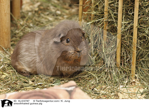 Glatthaarmeerschweinchen / smoothhaired guinea pig / KJ-03787