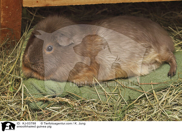 smoothhaired guinea pig / KJ-03788
