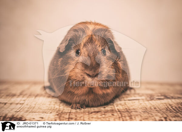 Glatthaarmeerschweinchen / smoothhaired guinea pig / JRO-01371