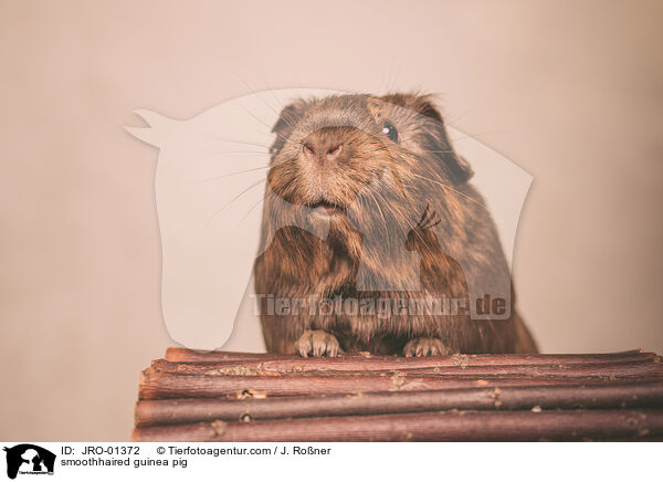 smoothhaired guinea pig / JRO-01372