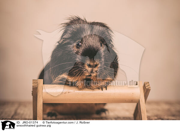 smoothhaired guinea pig / JRO-01374