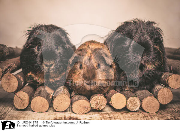 3 smoothhaired guinea pigs / JRO-01375