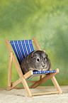 guinea pig in deckchair