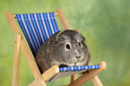 guinea pig in deckchair